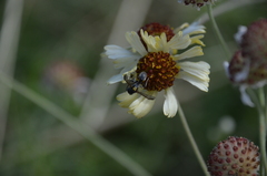 Helenium radiatum