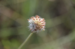 Helenium radiatum