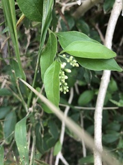 Citharexylum berlandieri
