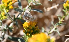 Hesperopsis libya