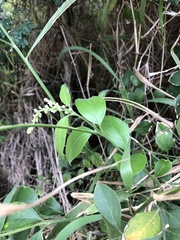 Citharexylum berlandieri