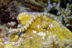 Corythoichthys intestinalis