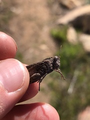 Lactista gibbosus