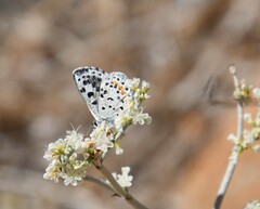 Euphilotes enoptes dammersi