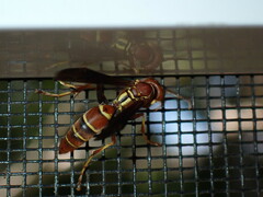 Polistes dorsalis dorsalis