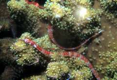 Corythoichthys nigripectus