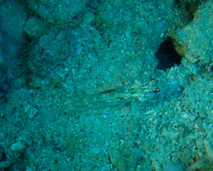 Fusigobius melacron