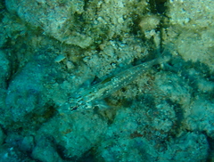 Fusigobius melacron