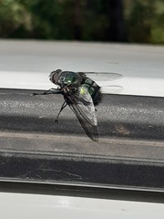 Rutilia