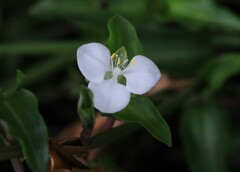 Aneilema biflorum
