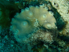 Duncanopsammia peltata