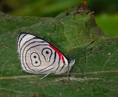 Diaethria euclides