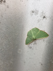 Prasinocyma semicrocea