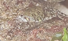 Pachygrapsus transversus