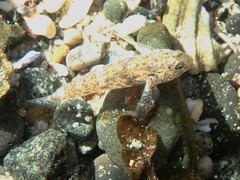 Bathygobius cocosensis