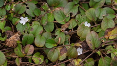 Evolvulus nummularius