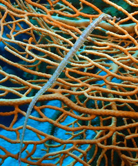 Corythoichthys ocellatus