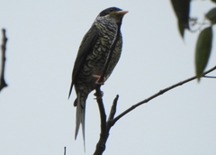 Phibalura flavirostris