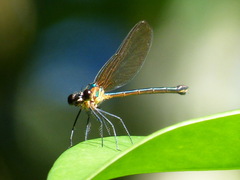Hetaerina occisa