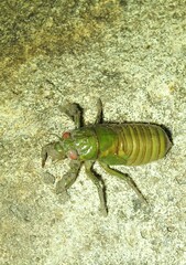 Chlorocysta vitripennis