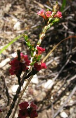 Micromyrtus sessilis