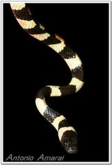 Oxyrhopus clathratus