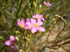 Zeltnera calycosa