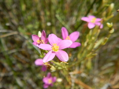 Zeltnera calycosa