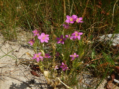 Zeltnera calycosa
