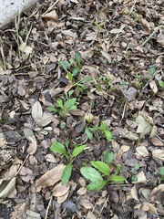 Ditaxis humilis