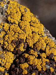 Candelariella rosulans