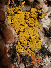 Candelariella rosulans