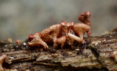 Erioscyphella lushanensis