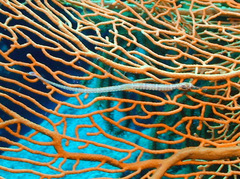 Corythoichthys ocellatus