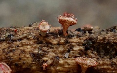 Erioscyphella lushanensis