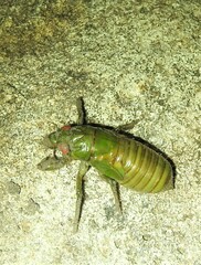 Chlorocysta vitripennis
