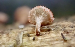 Erioscyphella lushanensis