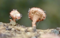 Erioscyphella lushanensis