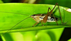 Conocephalus semivittatus