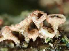 Erioscyphella lushanensis