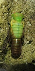 Chlorocysta vitripennis