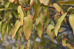 Pleradenophora bilocularis