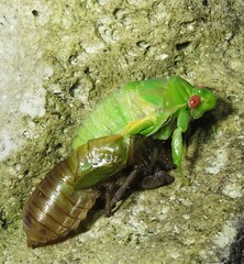 Chlorocysta vitripennis