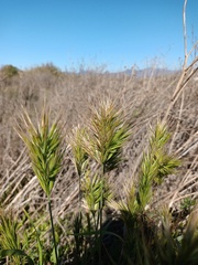 Bromus madritensis