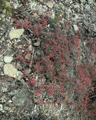 Micromyrtus sessilis