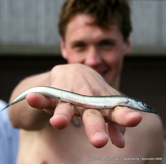 Hyperoplus lanceolatus