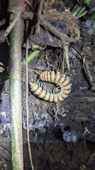 Nyssodesmus python