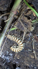 Nyssodesmus python