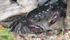 Pachygrapsus transversus