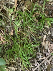 Carex abscondita